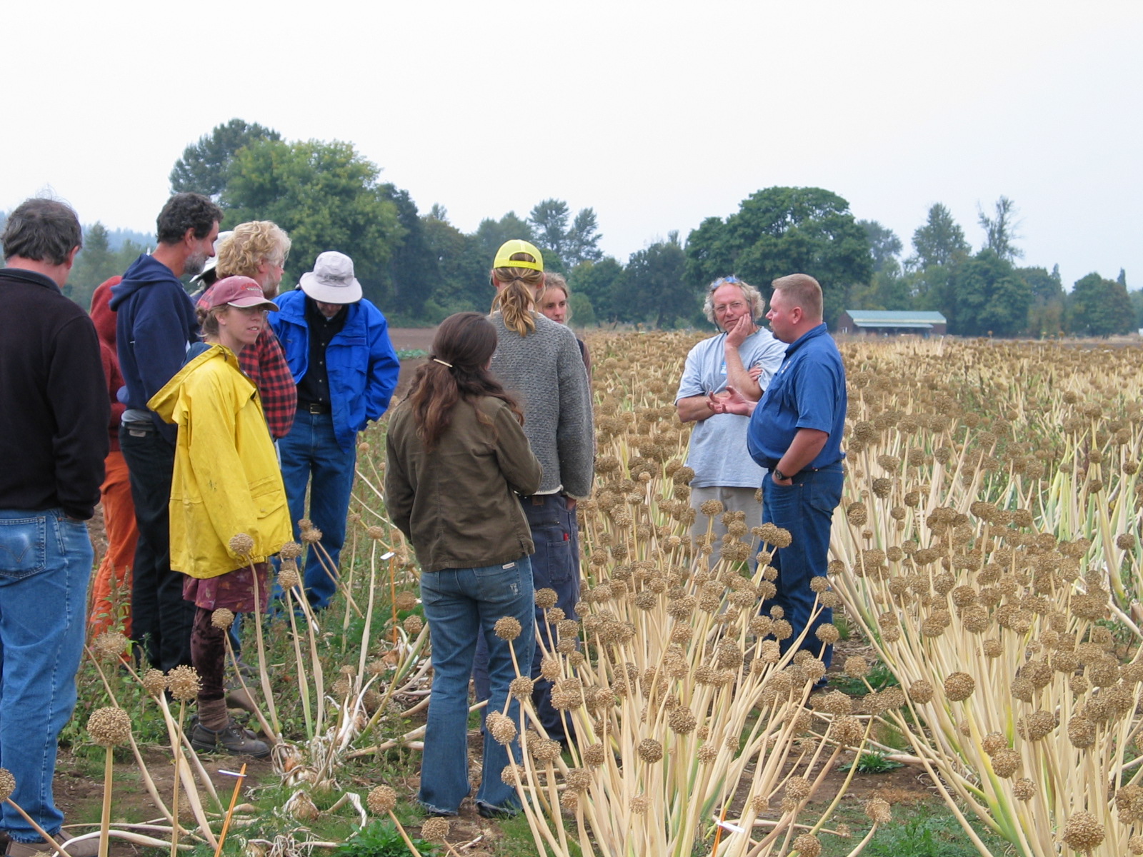 Joel Reiten leads organic onion seed field day at Bejo Seeds, Corvallis, Oregon. Photo credit: Micaela Colley