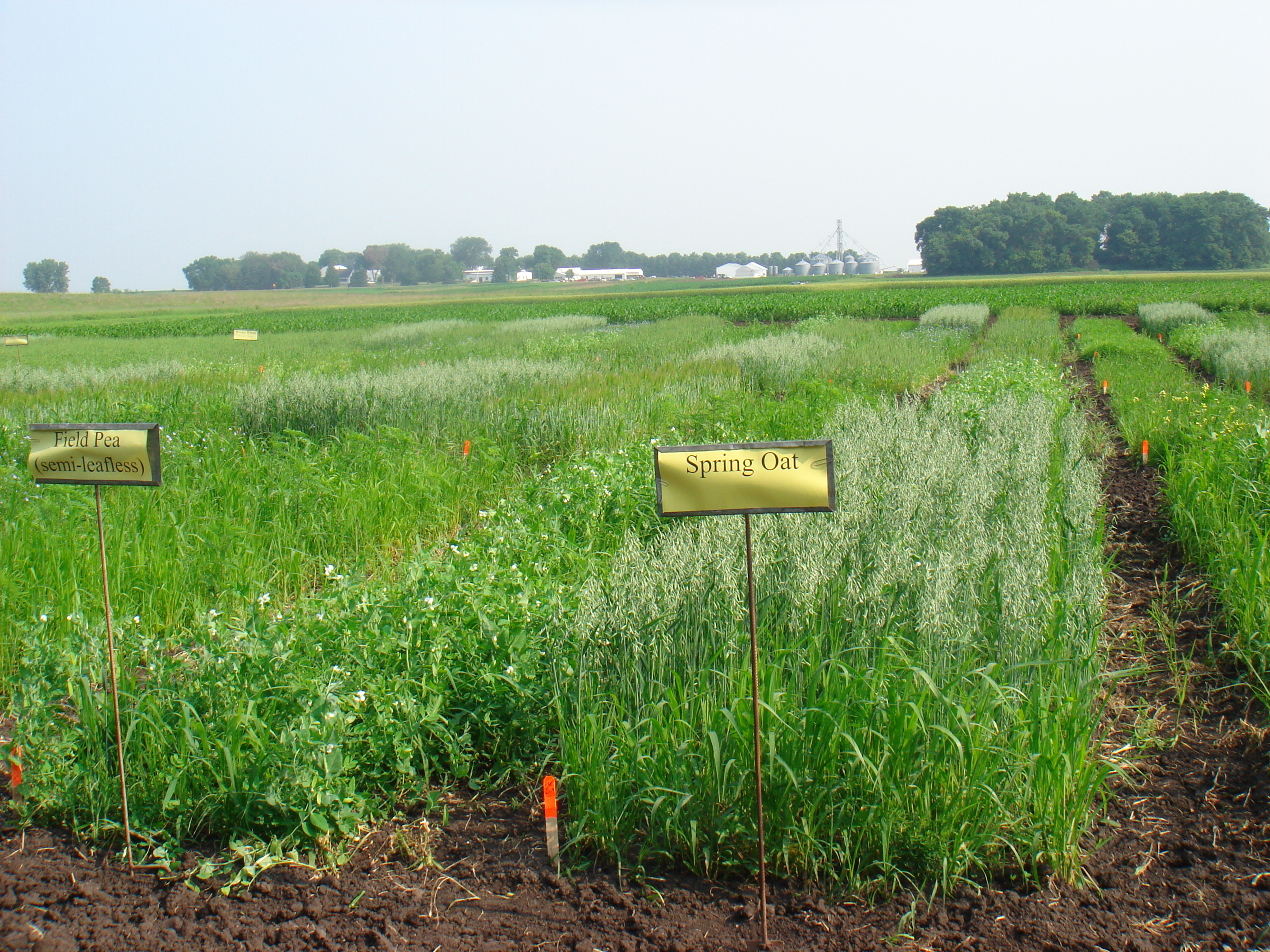 Cover crop plots at University of Minnesota. Photo by Jim Riddle.