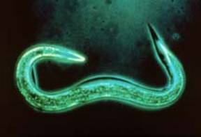 An insect-parasitic nematode