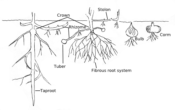 Roots and other underground structures