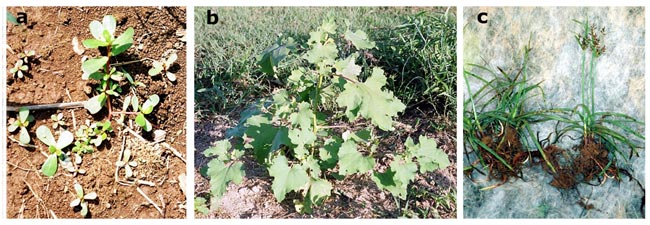 Common purslane, common burdock and purple nutsedge