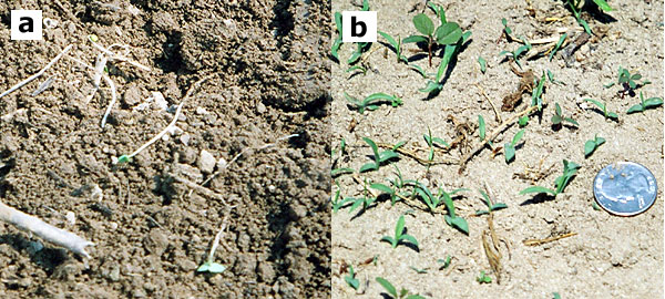 Weeds in the white thread stage are highly susceptible to shallow cultivation