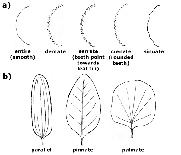 Leaf margins and venation