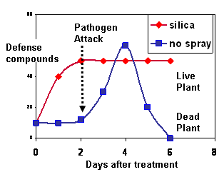 Figure 2. Plant immunity stimulation after treatment with silica spray.