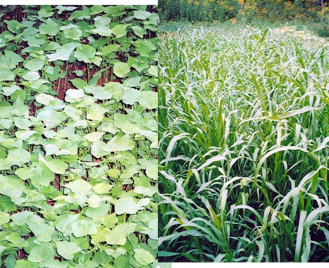Buckwheat and pearl millet cover crops