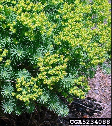 Cypress spurge, Euphorbia cyparissias L.
