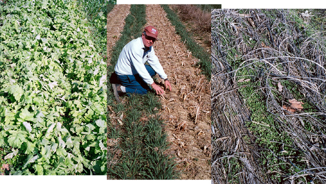 Weed suppression by daikon radish cover crop