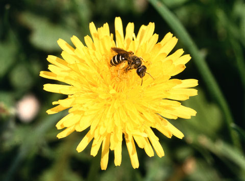 Figure 3. Young dandelion flowers are used to make Biodynamic Preparation 506.