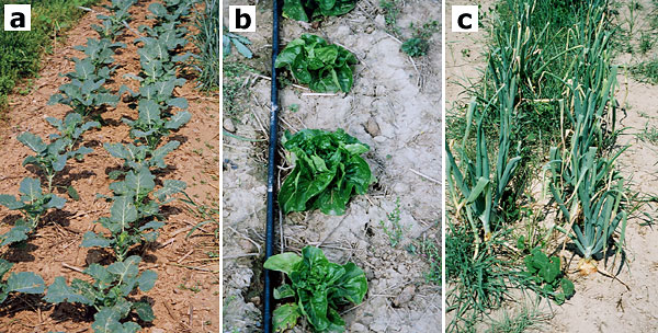 Broccoli, lettuce, and onion crops nearing maturity