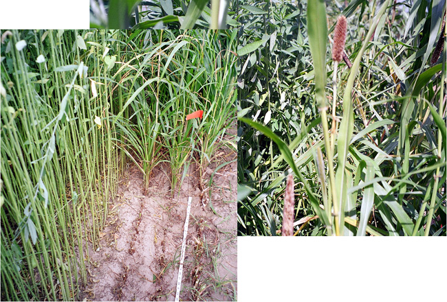 Pearl millet and sunnhemp cover crop