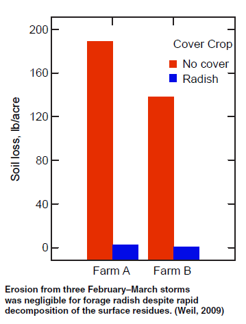 Figure 8 Impact of radish on soil loss