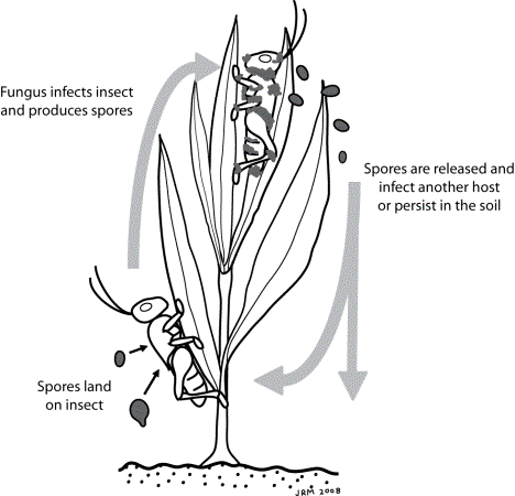 Generalized lifecycle of insect pathogenic fungi
