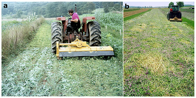 Rolling cover crops in preparation for no-till transplanting