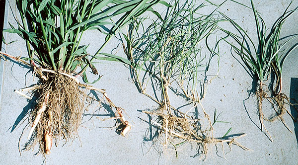 uprooted young johnsongrass, Bermuda grass, and yellow nutsedge