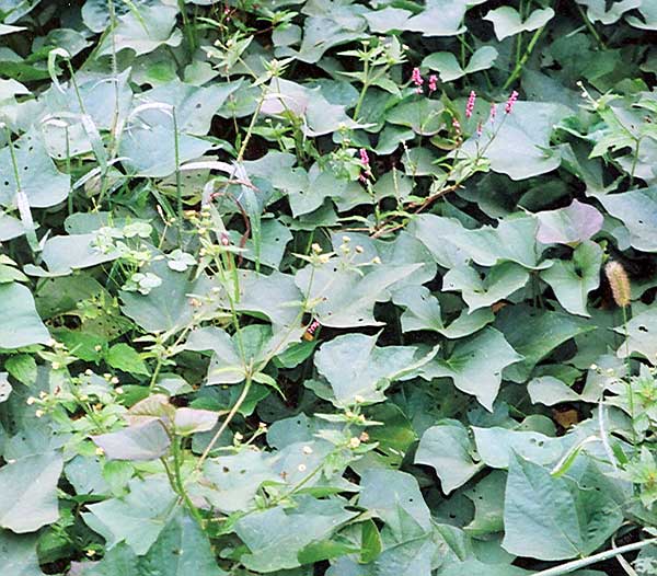 flowering weeds in this sweet potato crop will set seed unless removed
