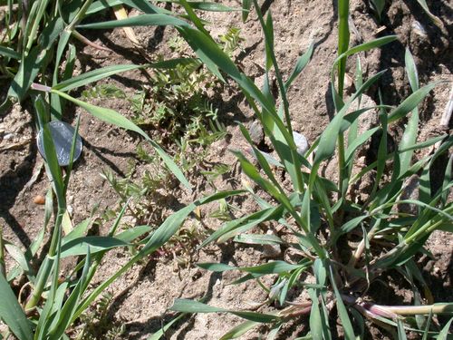 Winter rye and hairy vetch cover crop