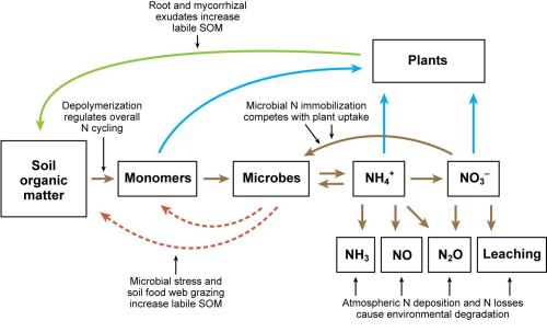 The soil nitrogen cycle. Mineralization refers to the microbial breakdown of organic N to form NH4+. Nitrification is the microbial oxidization of NH4+ to form NO3-. Denitrification is the reduction of NO3- under moist conditions to form N2O and N2 gas. 