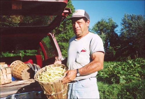 Ben Caruso harvesting beans