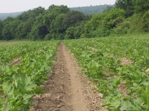 Parsnip field at Kestrel Farm after cultivation between the beds