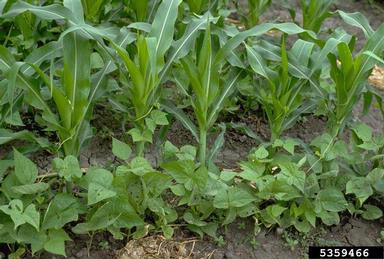 A field corn-drybeans intercropping system
