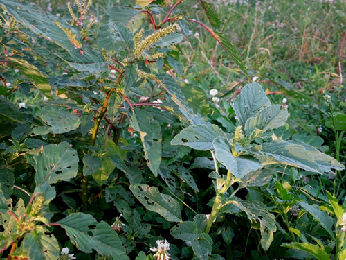 Spiny amaranth and smooth pigweed in bloom