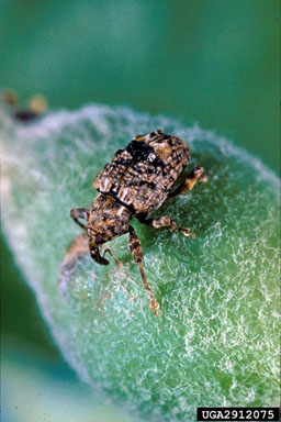 plum curculio, Conotrachelus nenuphar  (Coleoptera: Curculionidae)