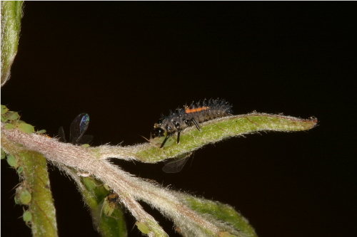 Larva of Multicolored Asian Lady Beetle, Harmonia axyridis  Steven Jacobs