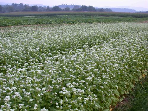 Buckwheat can produce 2 to 3 tons of dry plant material per acre, and can be broadcast or drilled.