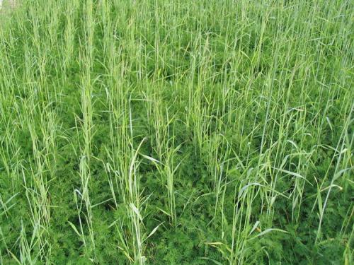 A mixture of rye (30%) and vetch (70%) was planted as a green manure for sweet corn. Cereal rye has a erect growing habit and serves as an excellent trellis for vining legumes like hairy vetch.