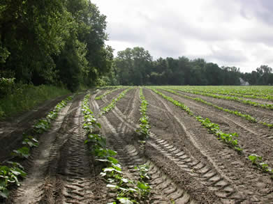 Two row perimeter trap crop of Buttercup squash around a main crop of Butternut squash