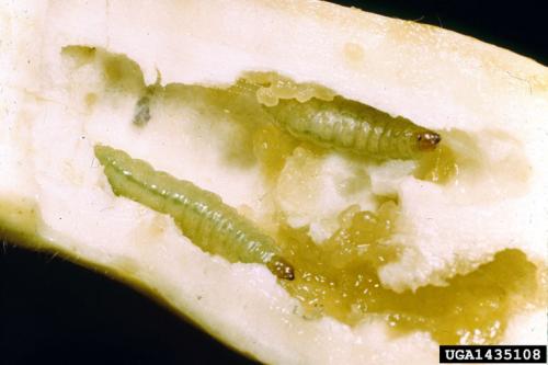 Pickleworm larvae and excrement inside fruit