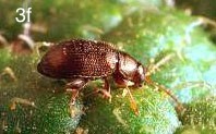 western potato flea beetle