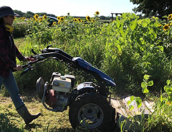 Cover crop termination with BCS mower