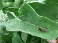 Assassin bug and cucumber beetle