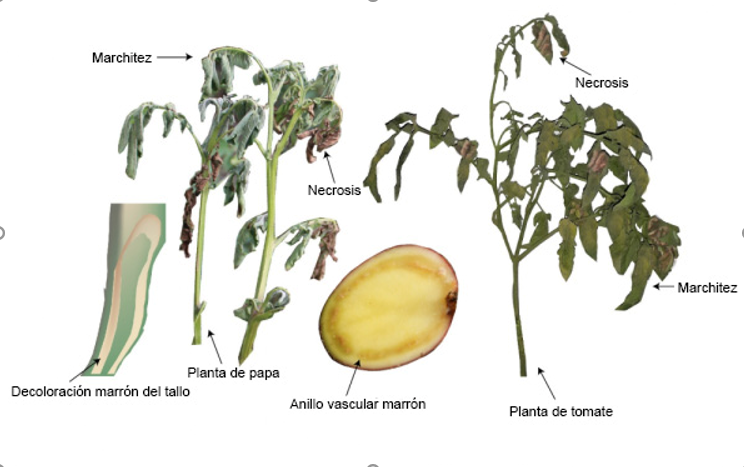 Bacterial wilt of potato and tomato