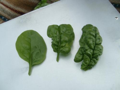 spinach leaf types