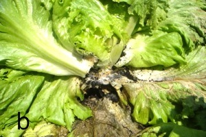 Lettuce drop (Sclerotinia minor)