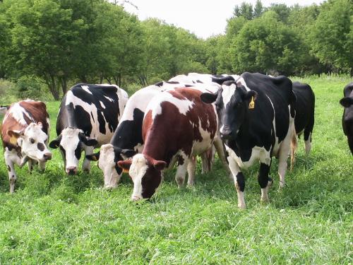 Cows grazing