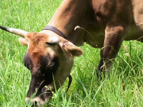 cow grazing