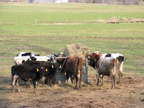 Cows at Brotherly Farm