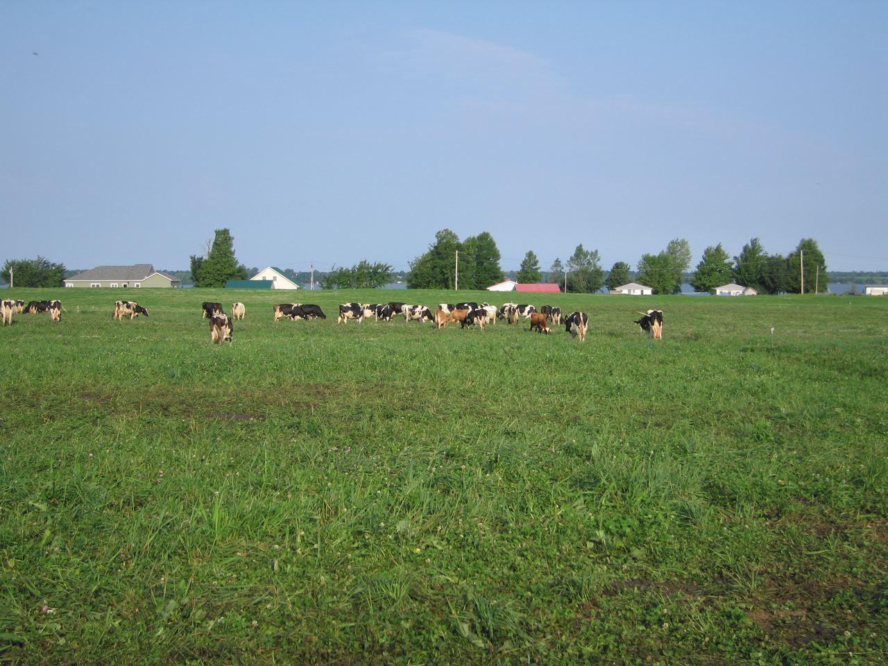 Grazing cows