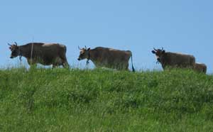 Cows at Mahoney's Brookford Farm