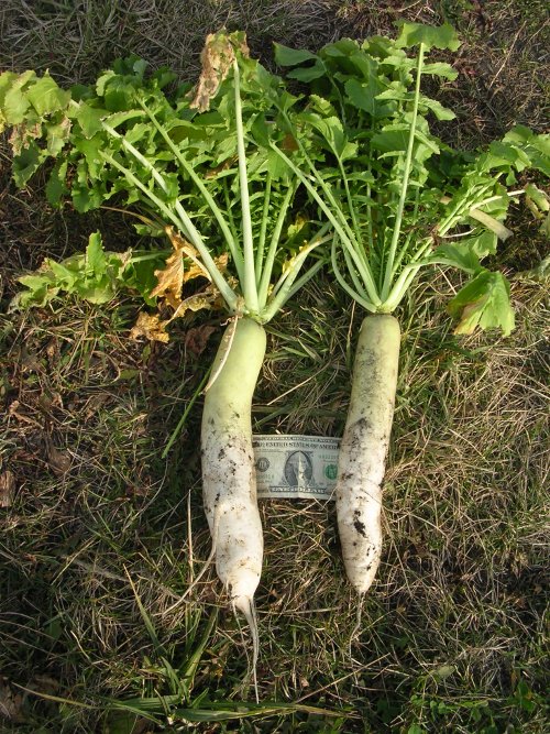 Figure 11 Typical 60-day-old radishes