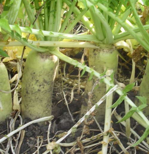 Figure 1 radish root shoulder extends above soil surface