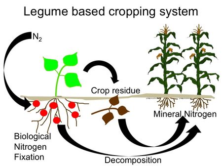 nitrogen fixation examples