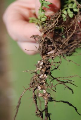 Figure 2. Well-formed nodules on the root system of a vetch plant.