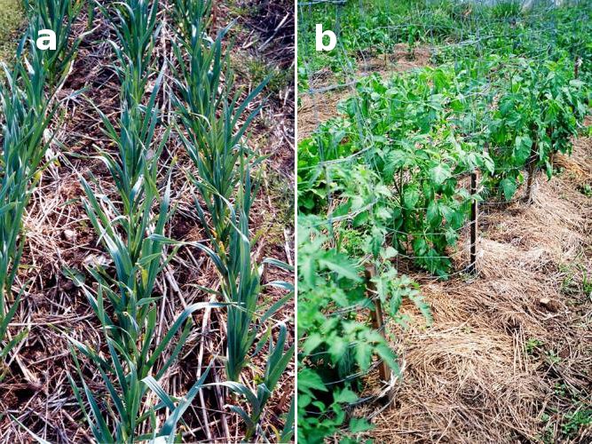 mulched garlic and tomatos