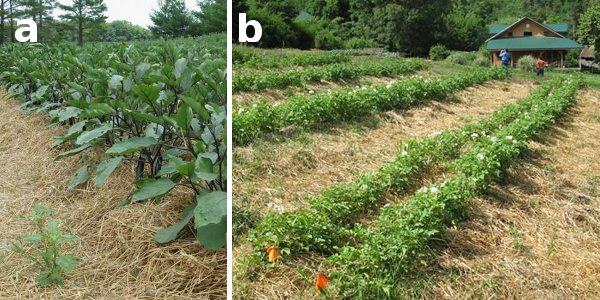 mulched potatoes and eggplant