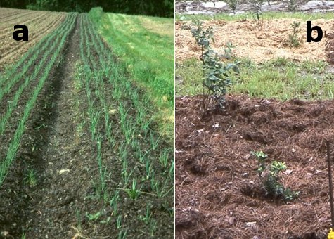 Buckwheat Hull Information - Learn About Mulching With Buckwheat Hulls