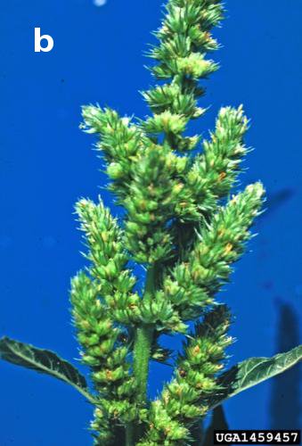 Redroot pigweed inflorescence during seed maturation